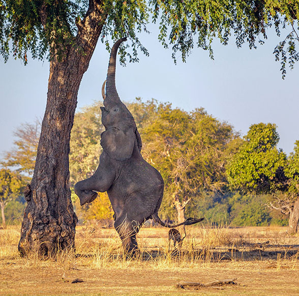 Standing Elephant